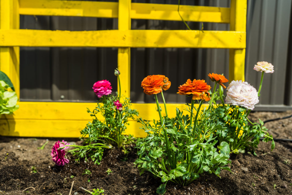 Adding Color to Our Garden Bed with Krylon 7