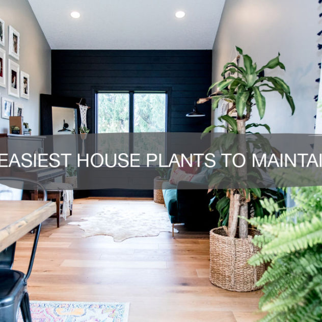 Easiest House Plants to Maintain | construction2style