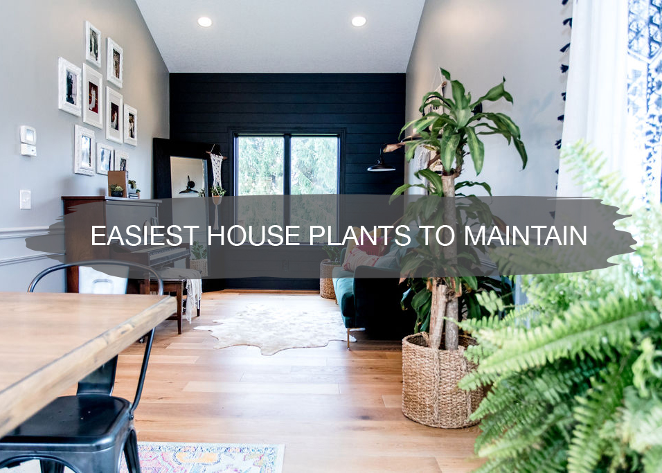 Easiest House Plants to Maintain | construction2style