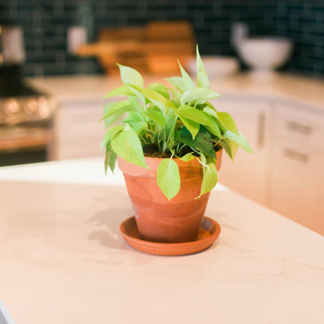 Easiest House Plants to Maintain 18