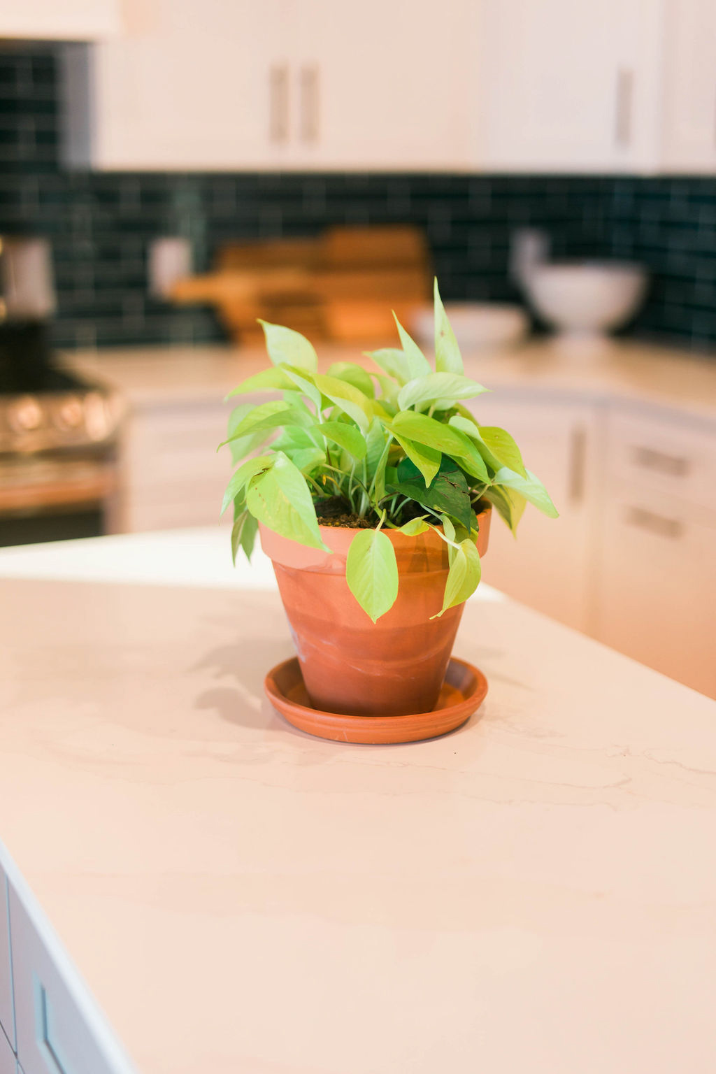 Easiest House Plants to Maintain 1