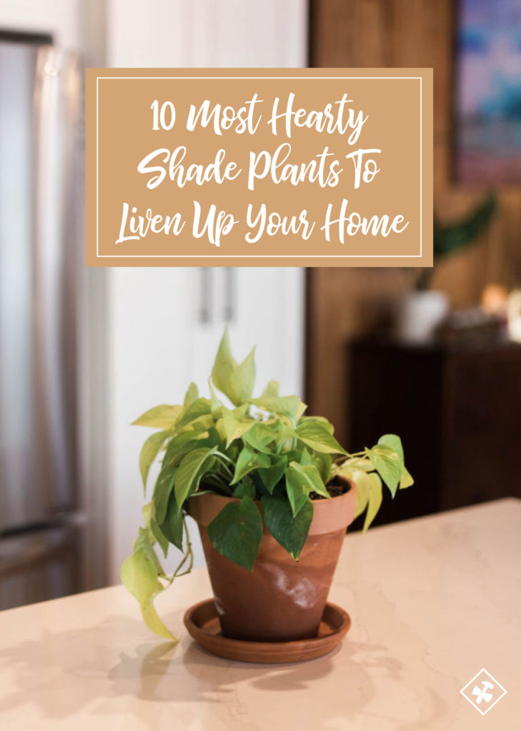 10 Most Hearty Shade Plants To Liven Up Your Home | construction2style