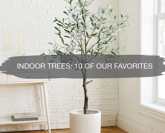Best Indoor Trees for Home
