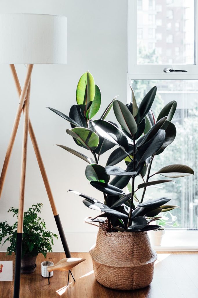 Indoor Trees: 10 of our Favorites | construction2style