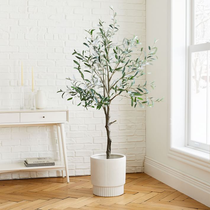 Indoor Trees: 10 of our Favorites | construction2style
