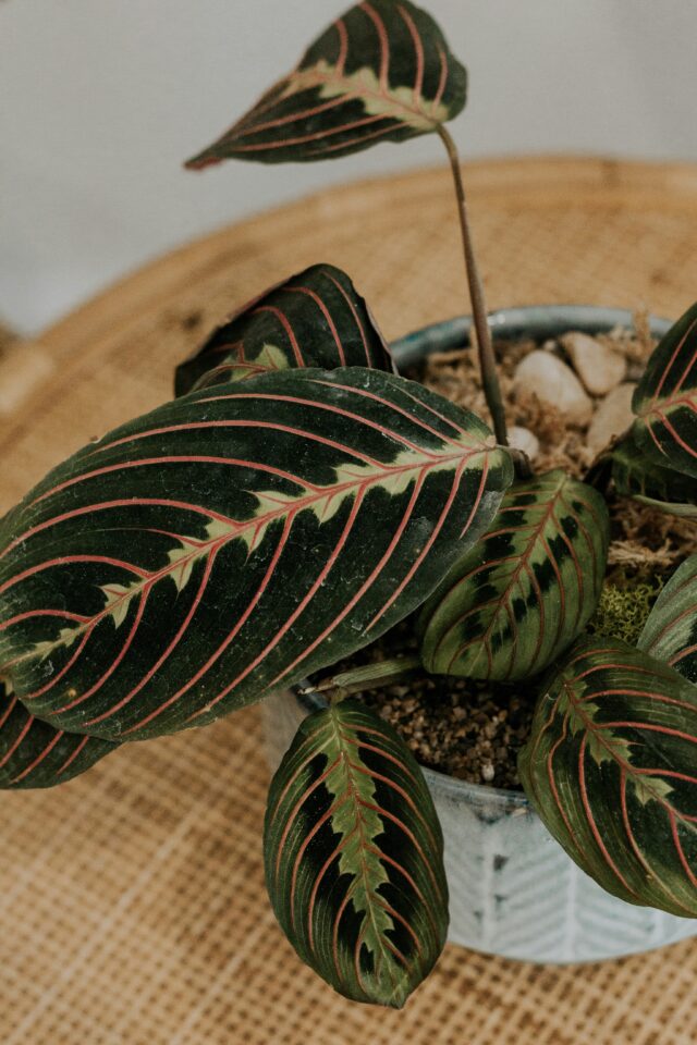 10+ Most Hearty Shade Plants To Liven Up Your Home 4