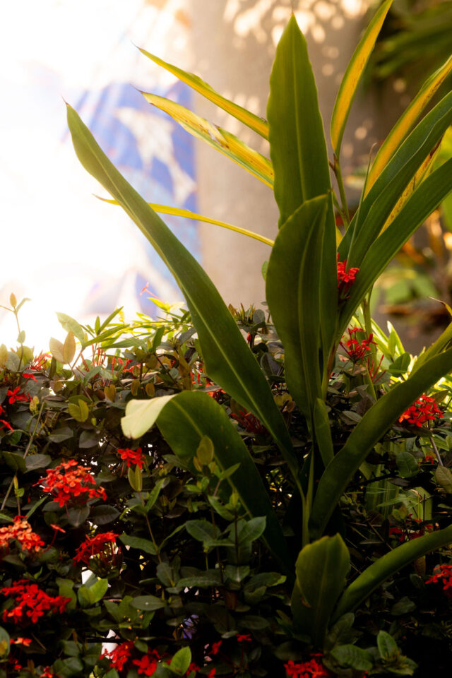 a photo of the Red Ixora, also known as Ixora coccinea growing in Costa Rica