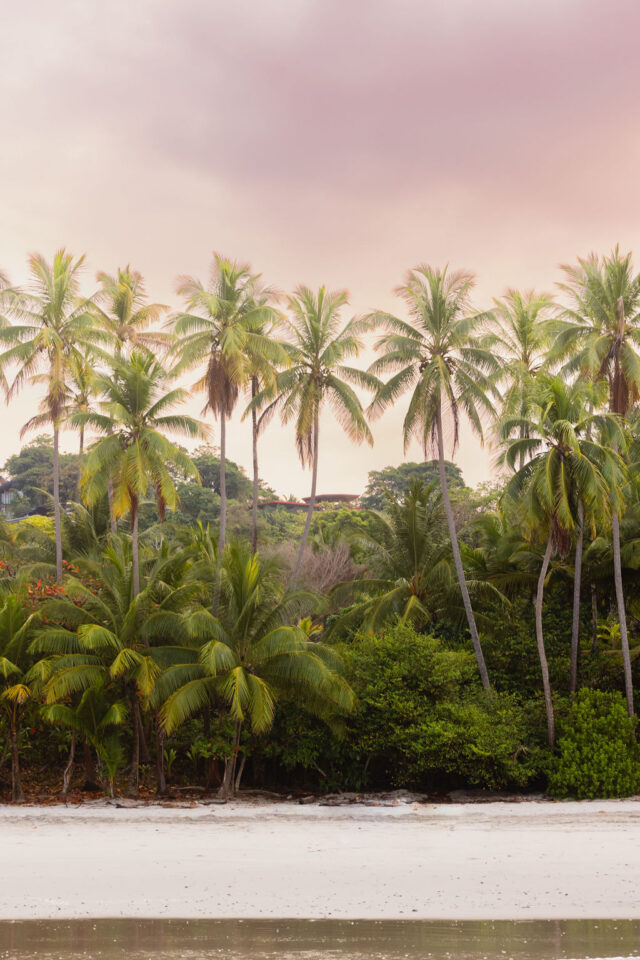 a photo of palm trees in costa rica at sunrise during Buildher retreat and conference for every interested female contractor in the United States 